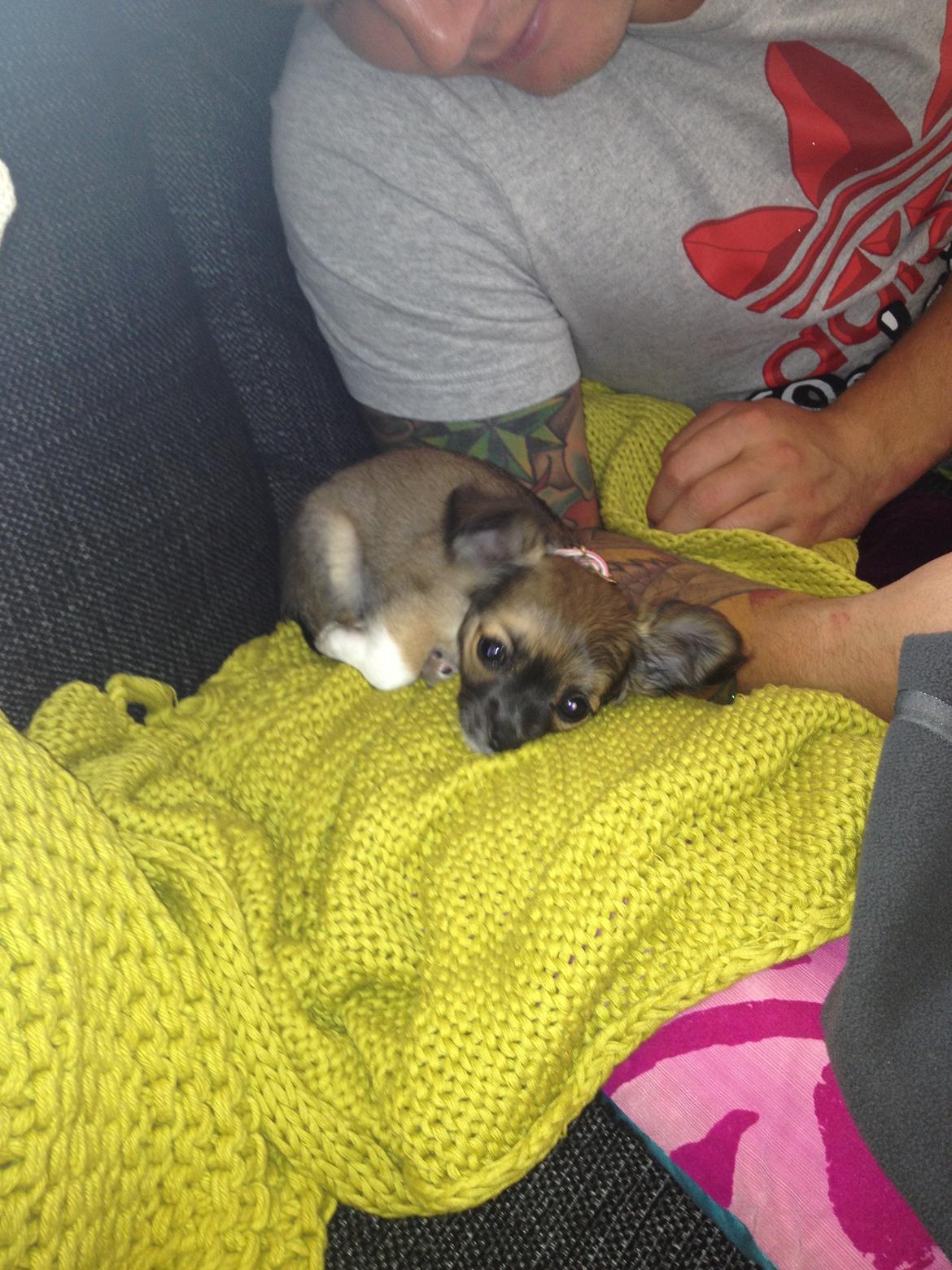 Chihuahua Frida billede 15