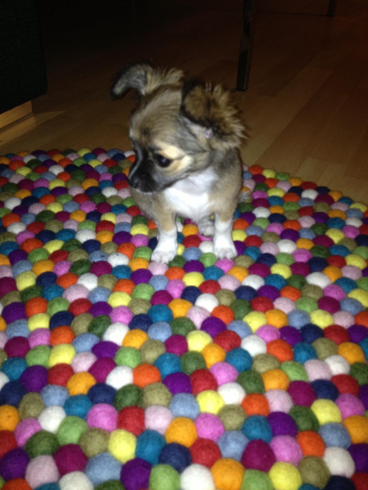 Chihuahua Frida billede 16