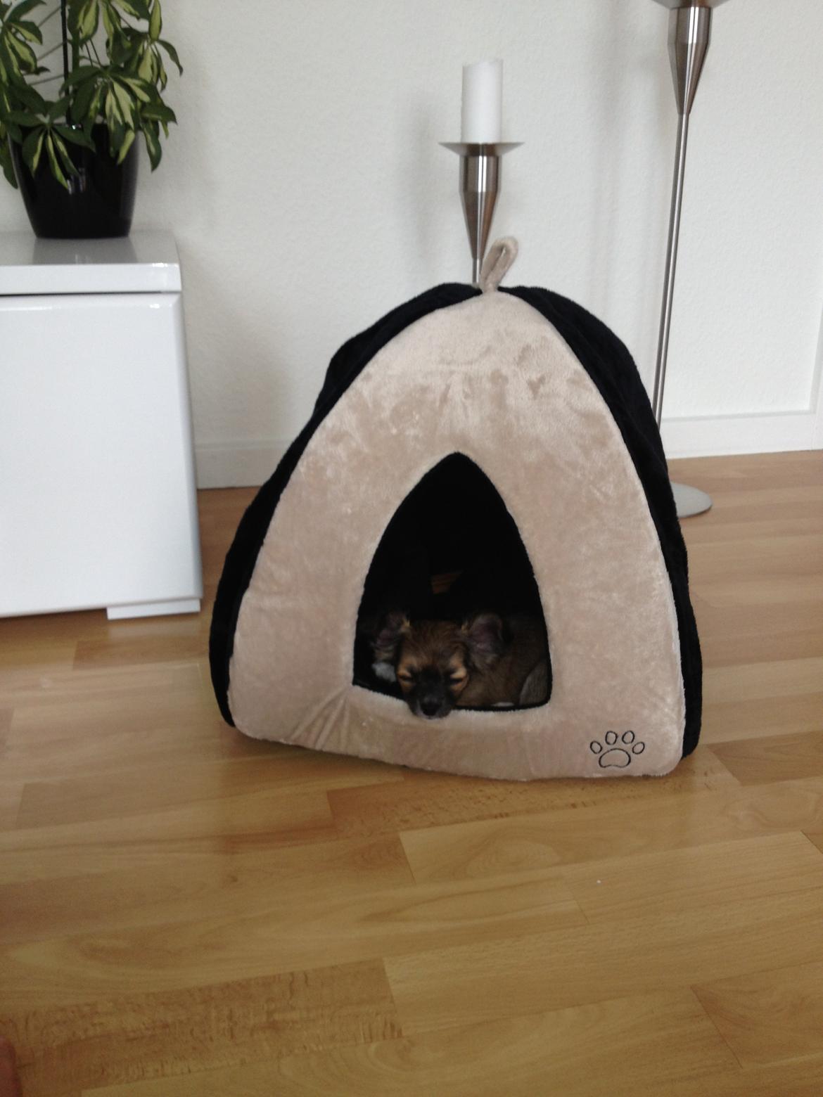 Chihuahua Frida billede 17