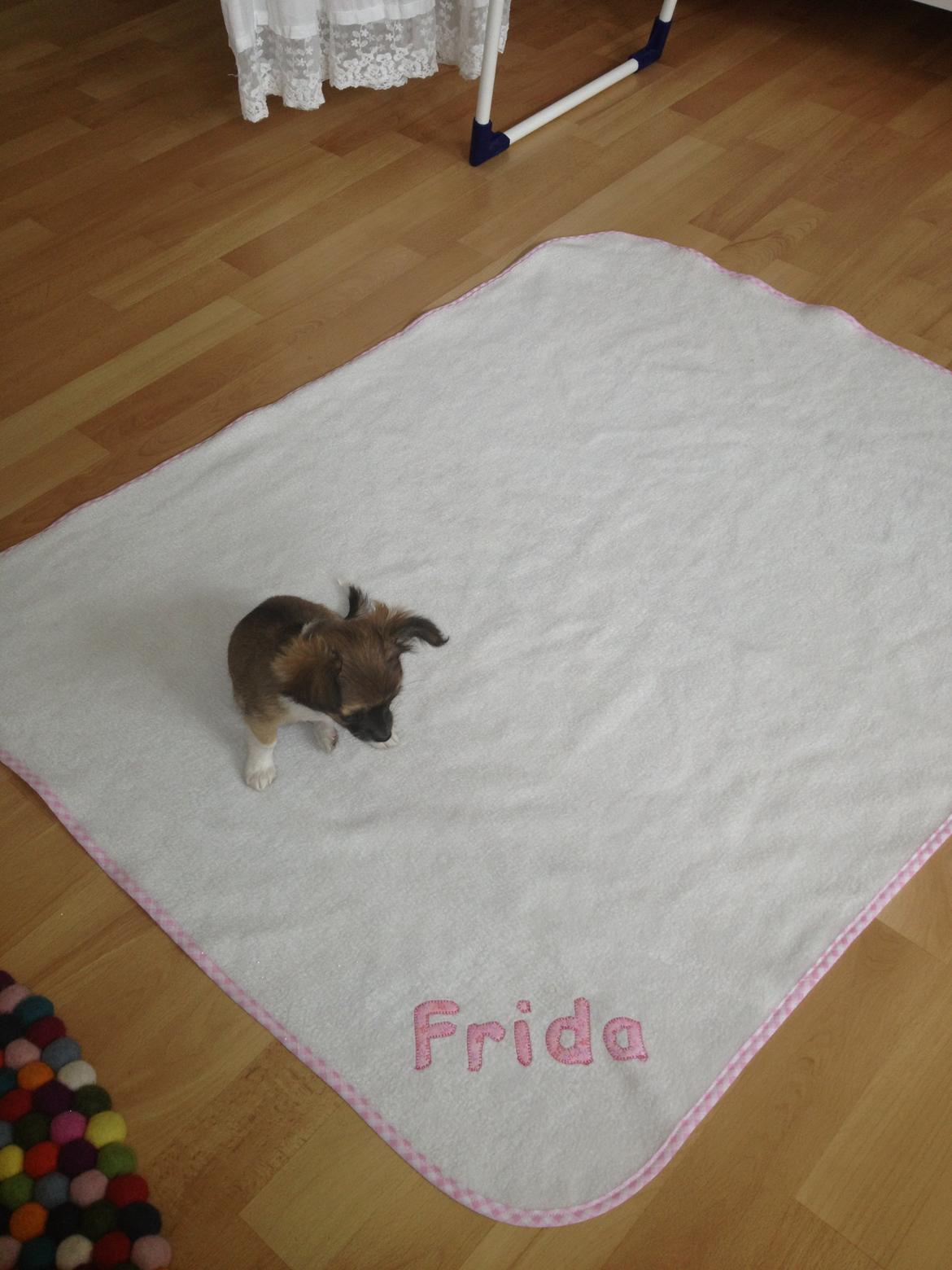 Chihuahua Frida billede 18