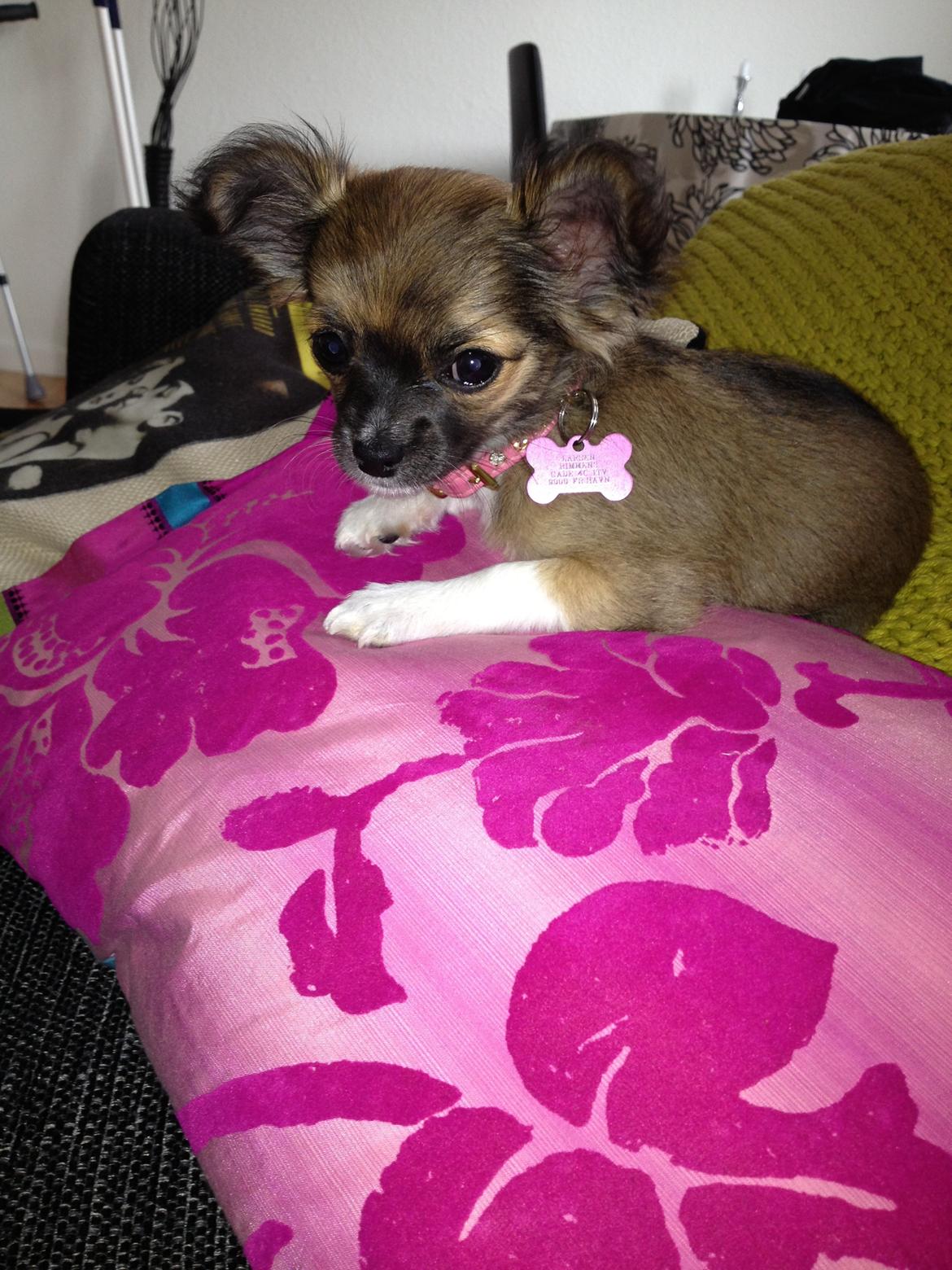 Chihuahua Frida billede 19