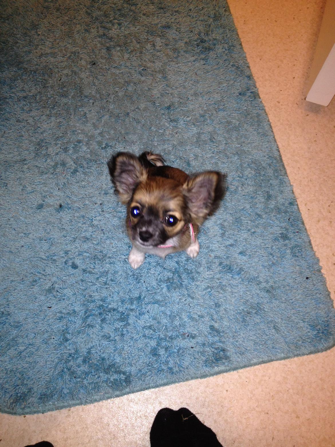 Chihuahua Frida billede 20