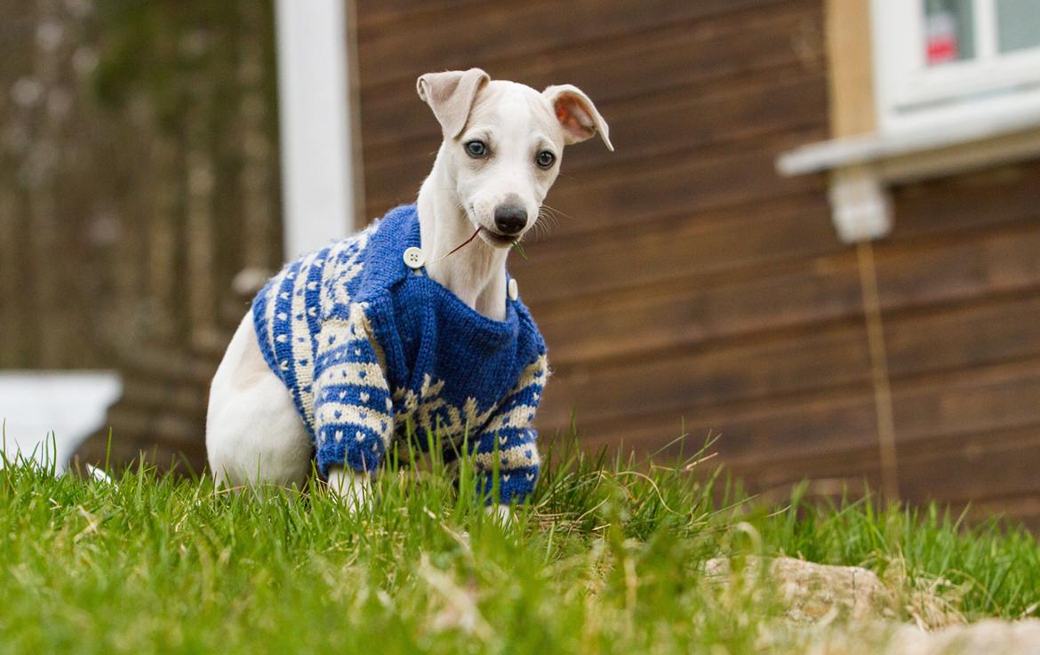 Whippet Kiwi - Mai 2013 billede 26