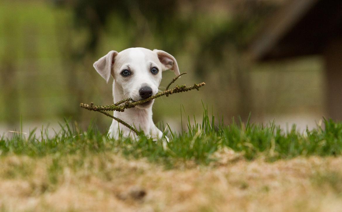 Whippet Kiwi - Mai 2013 billede 27