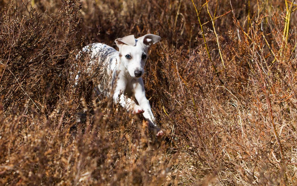 Whippet Kiwi - Mai 2013 billede 28