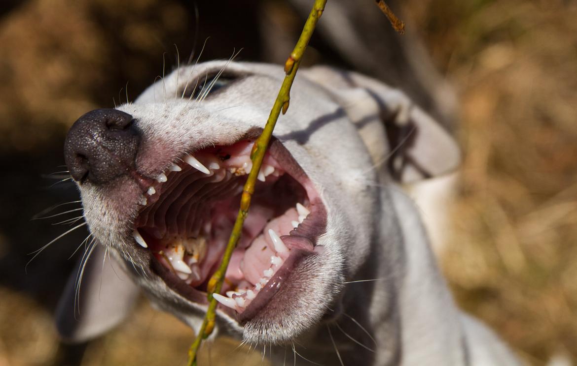 Whippet Kiwi - Mai 2013 billede 29