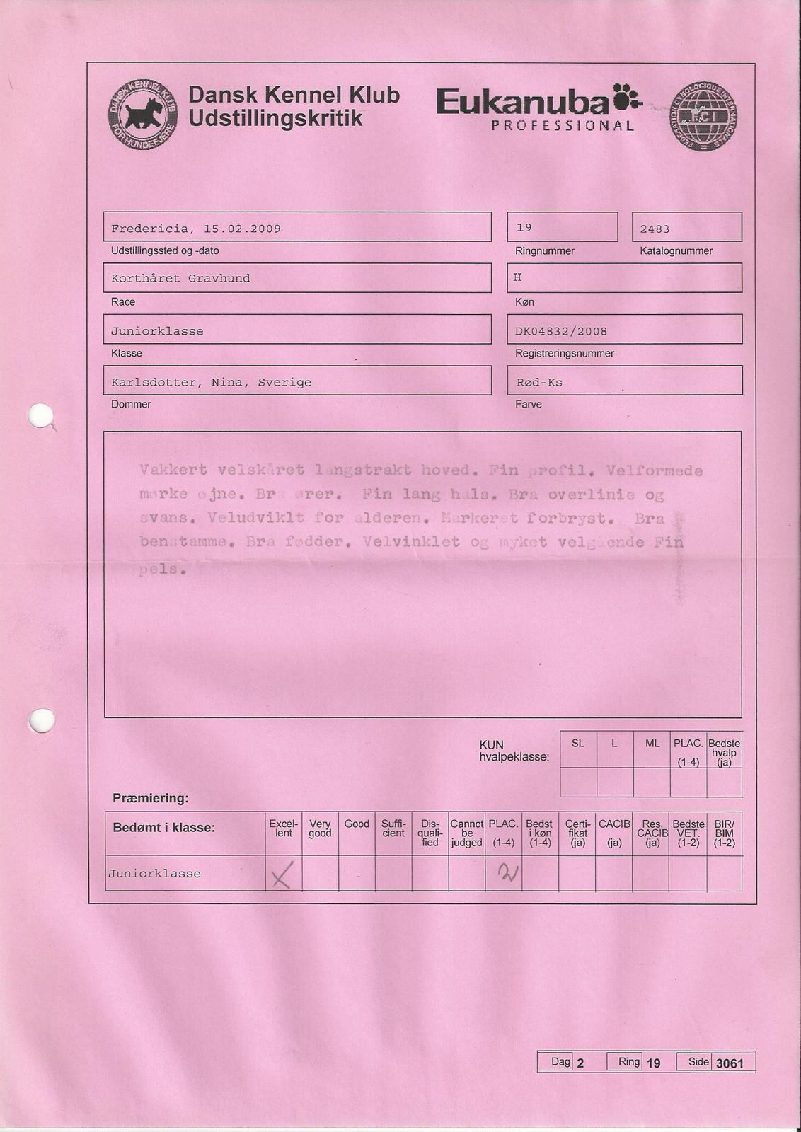 Gravhund Nico billede 15