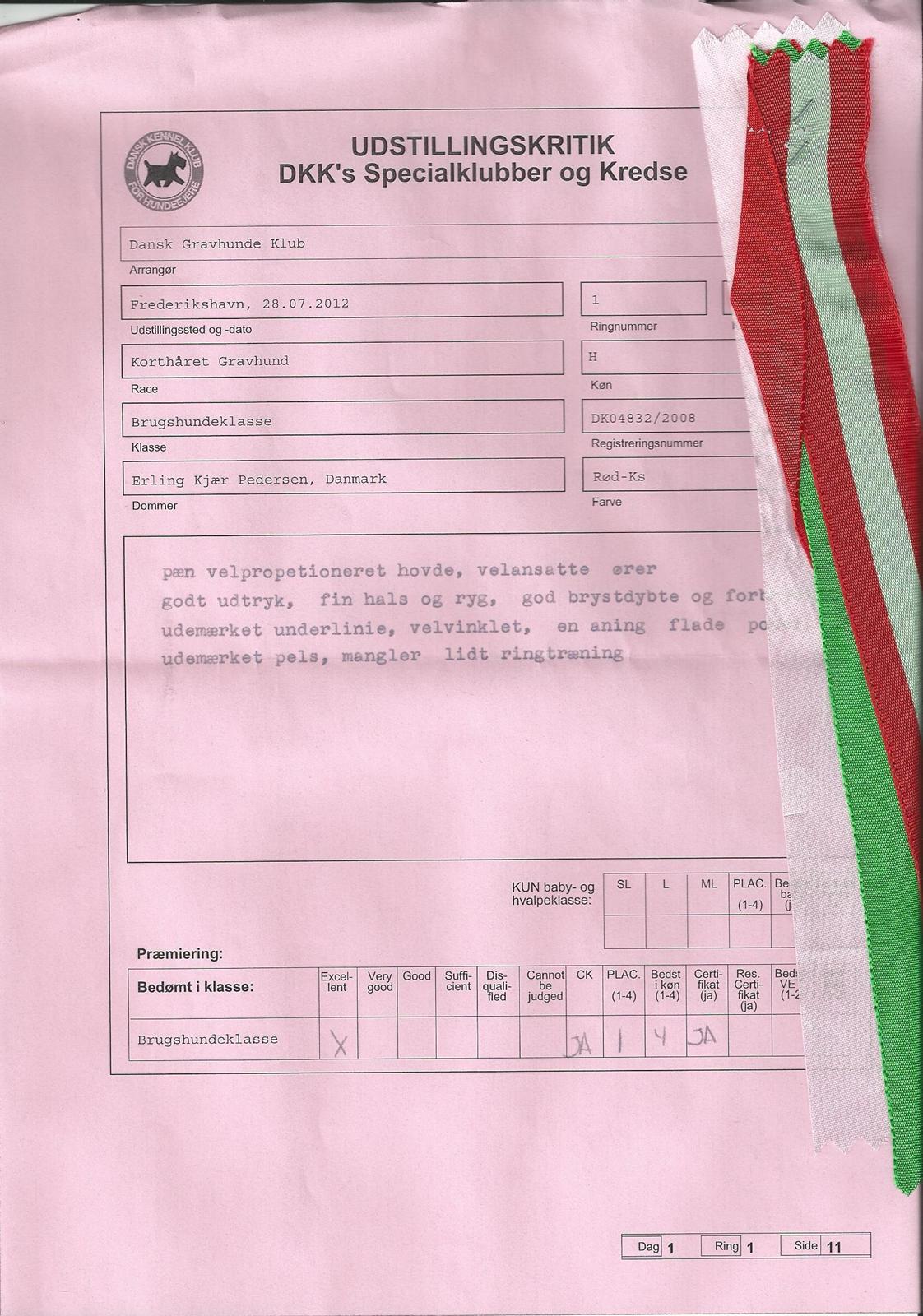 Gravhund Nico - Nico fik sit første cert. i Frederikshavn ! Så tager vi lige 2 mere så han bliver champion.  billede 9