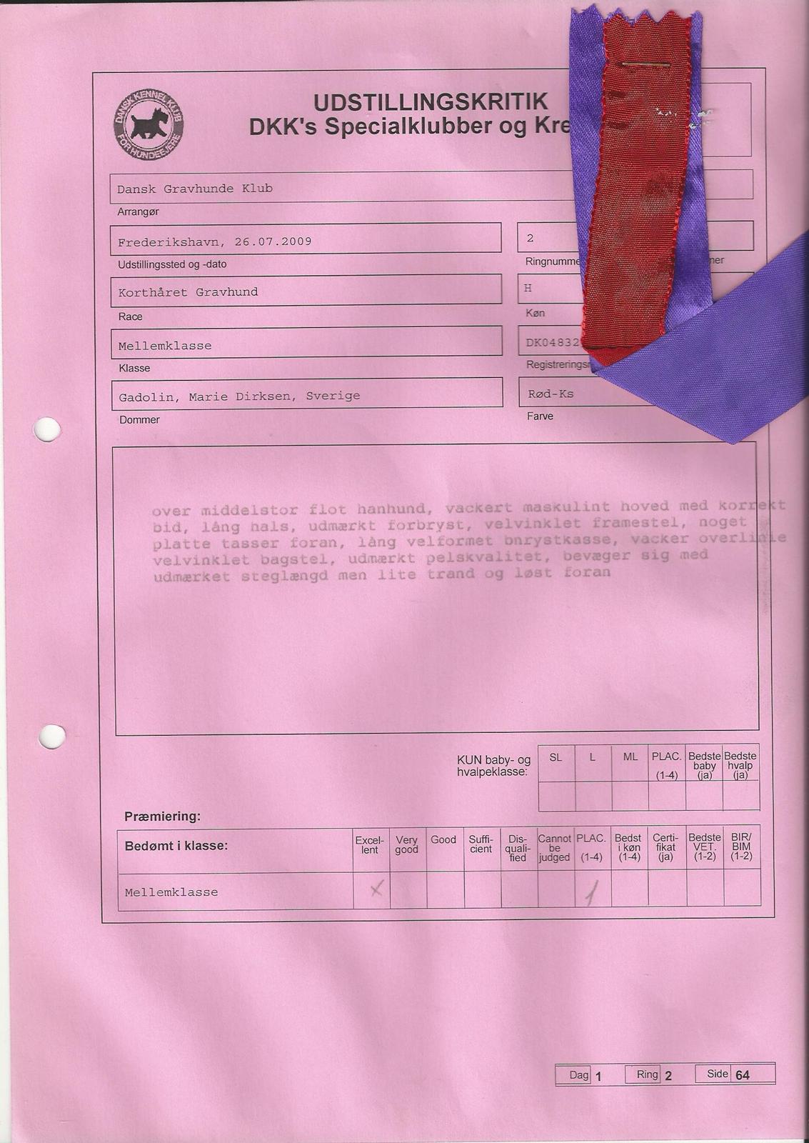 Gravhund Nico billede 12