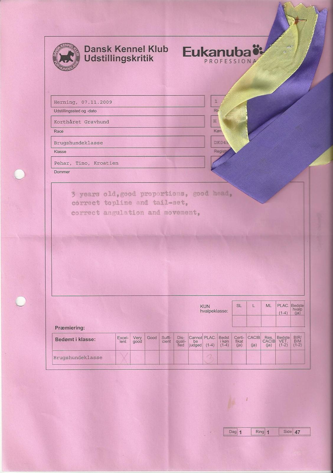 Gravhund Nico billede 13