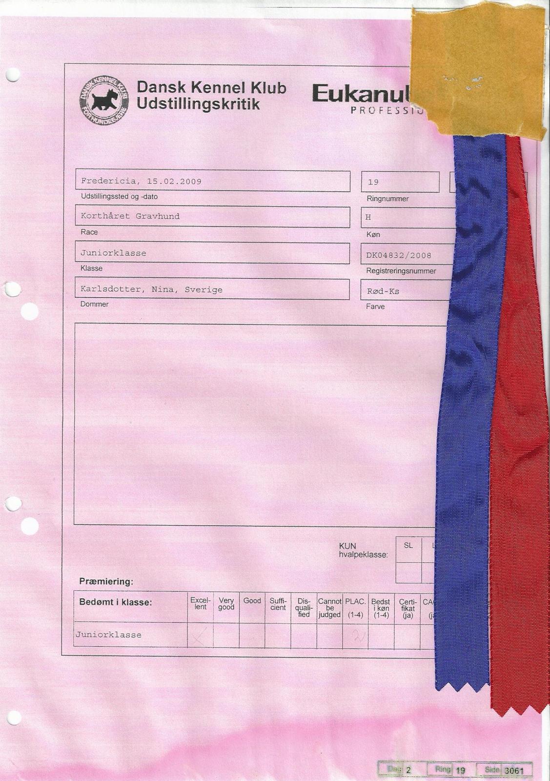 Gravhund Nico billede 11