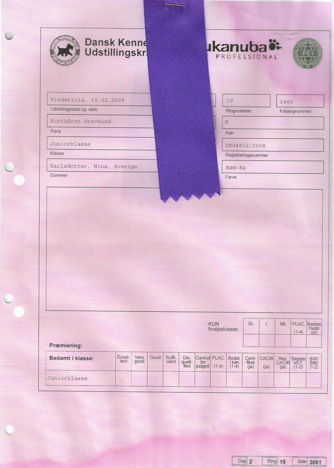 Gravhund Nico billede 14