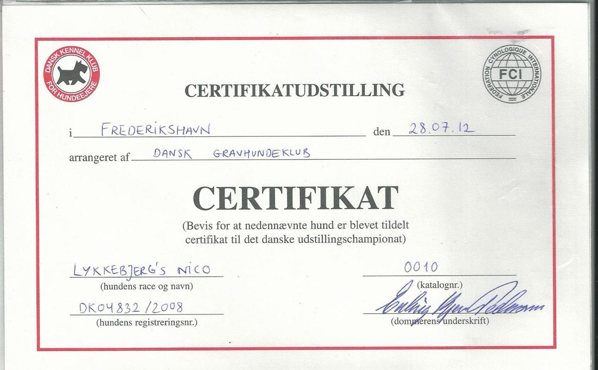 Gravhund Nico - Nico´s første cert. billede 10