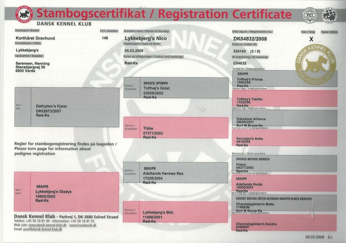 Gravhund Nico - Stamtavle billede 8