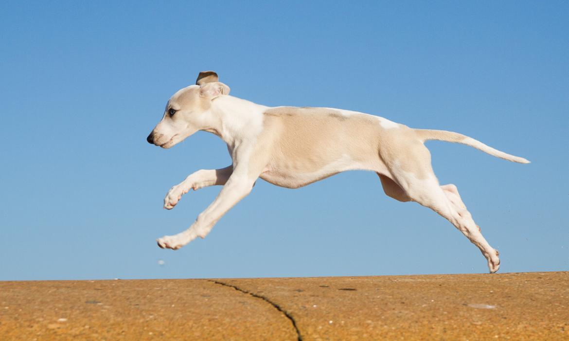 Whippet Kiwi - Mai 2013 billede 30
