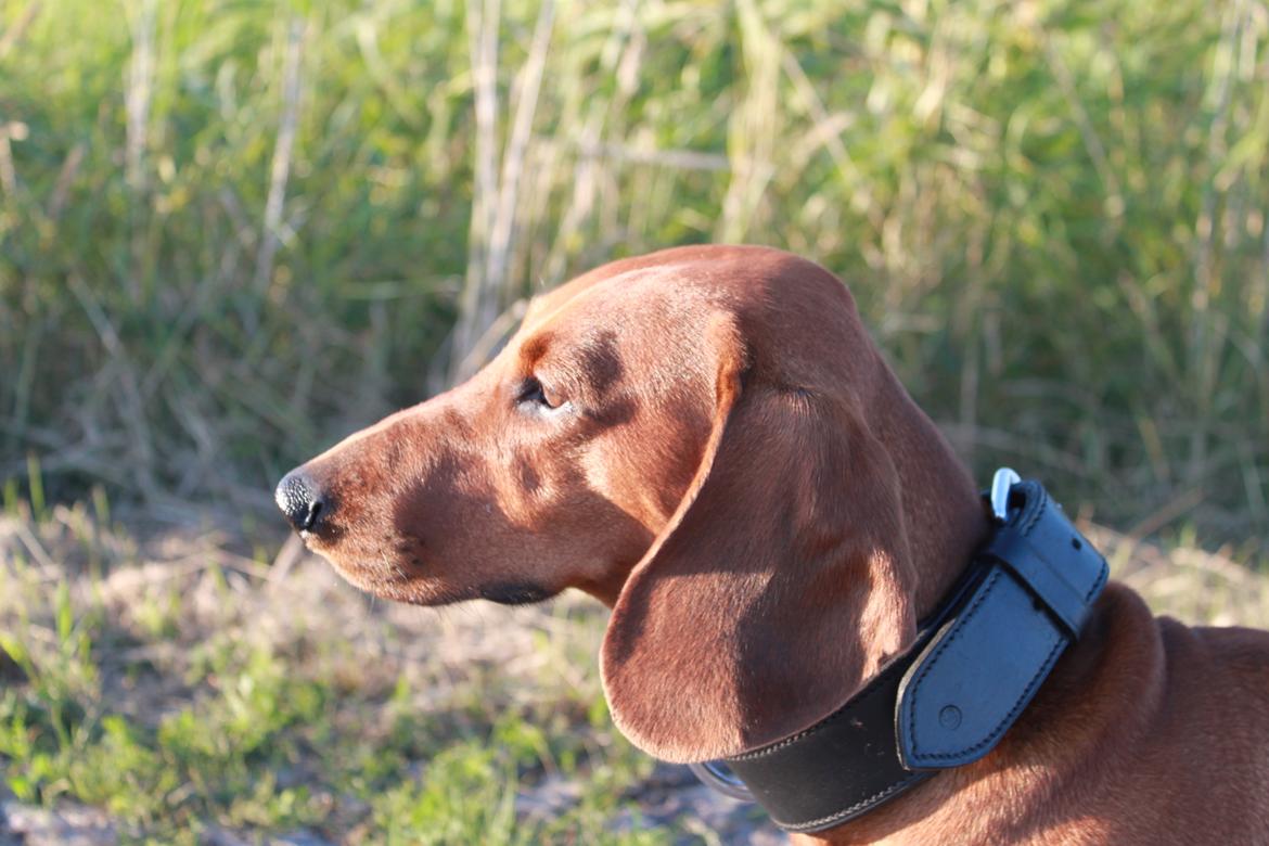 Gravhund Nico billede 3