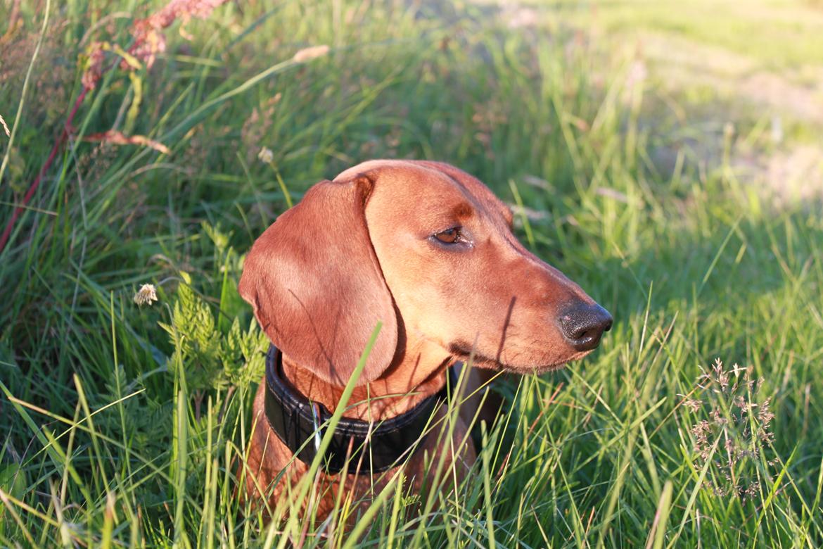 Gravhund Nico billede 1