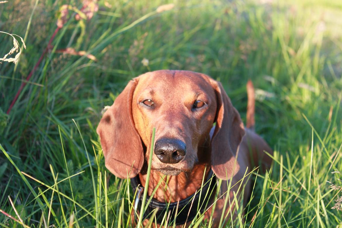 Gravhund Nico billede 2