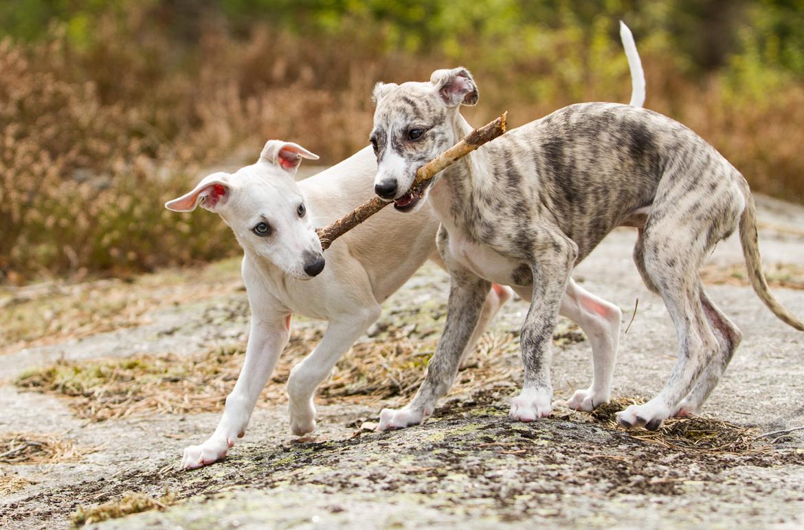 Whippet Kiwi - Mai 2013 billede 31