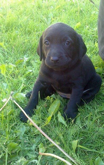 Labrador retriever sasja - harj der billede 6