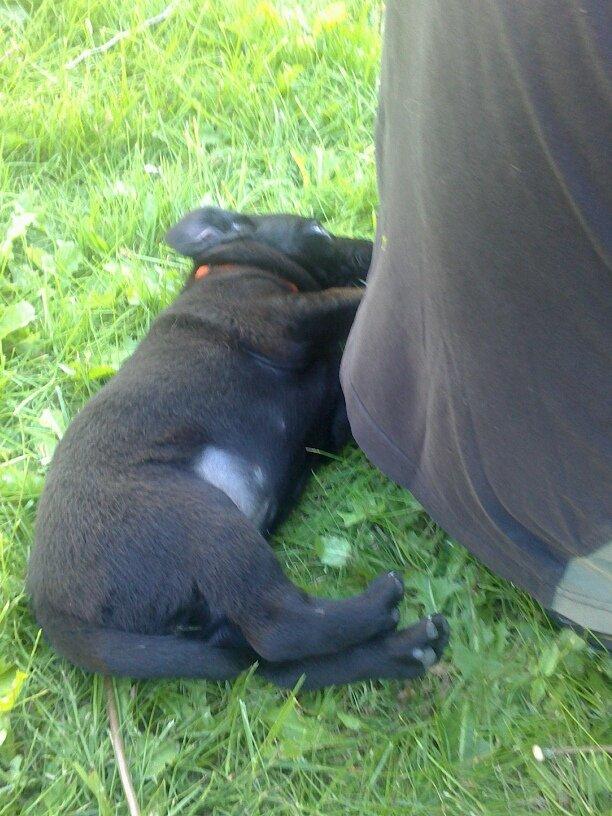 Labrador retriever sasja - iiih far du fiser og det lugter billede 7