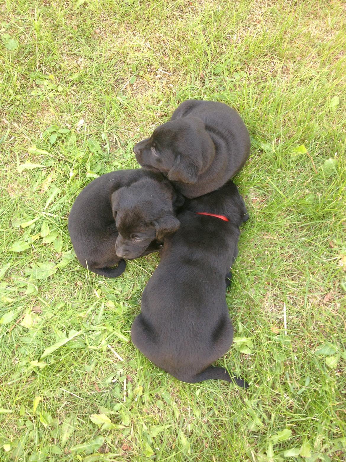 Labrador retriever sasja - ZZZZzzzz billede 8