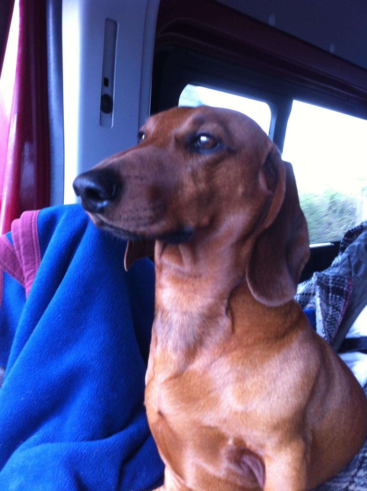 Gravhund Nico billede 6