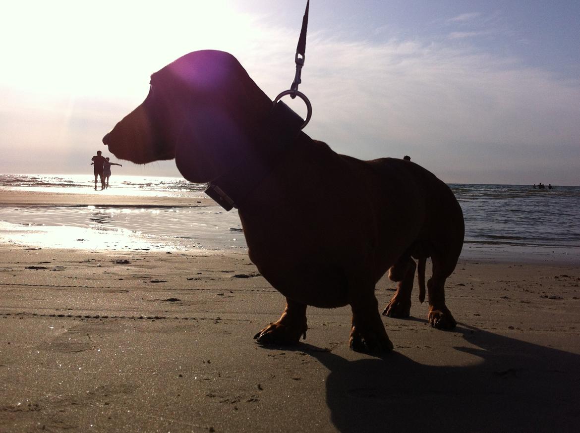 Gravhund Nico billede 4