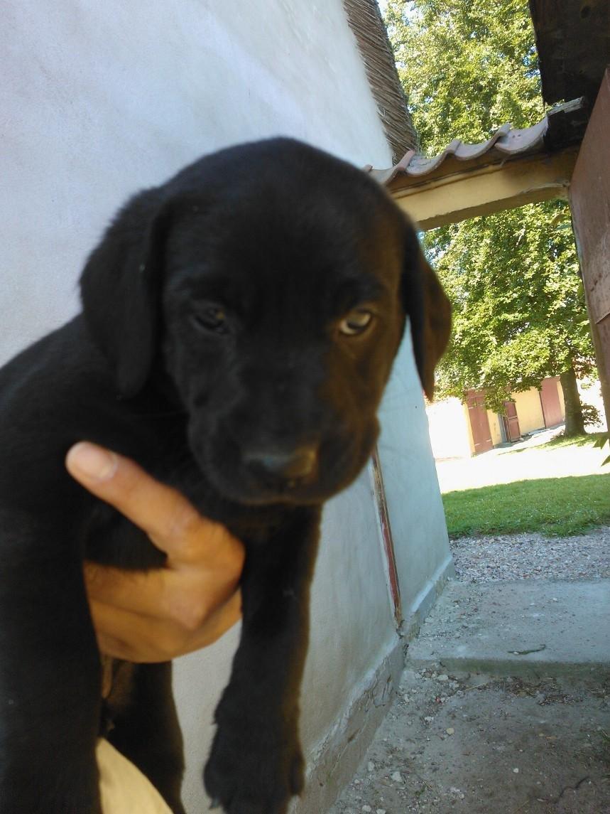 Labrador retriever sasja - arj ik den underlige linse igen billede 1