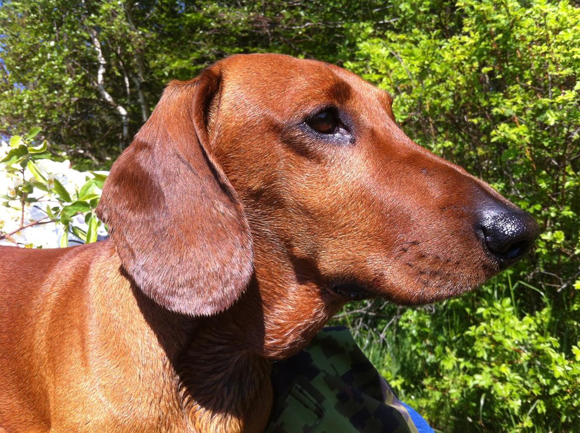 Gravhund Nico billede 5