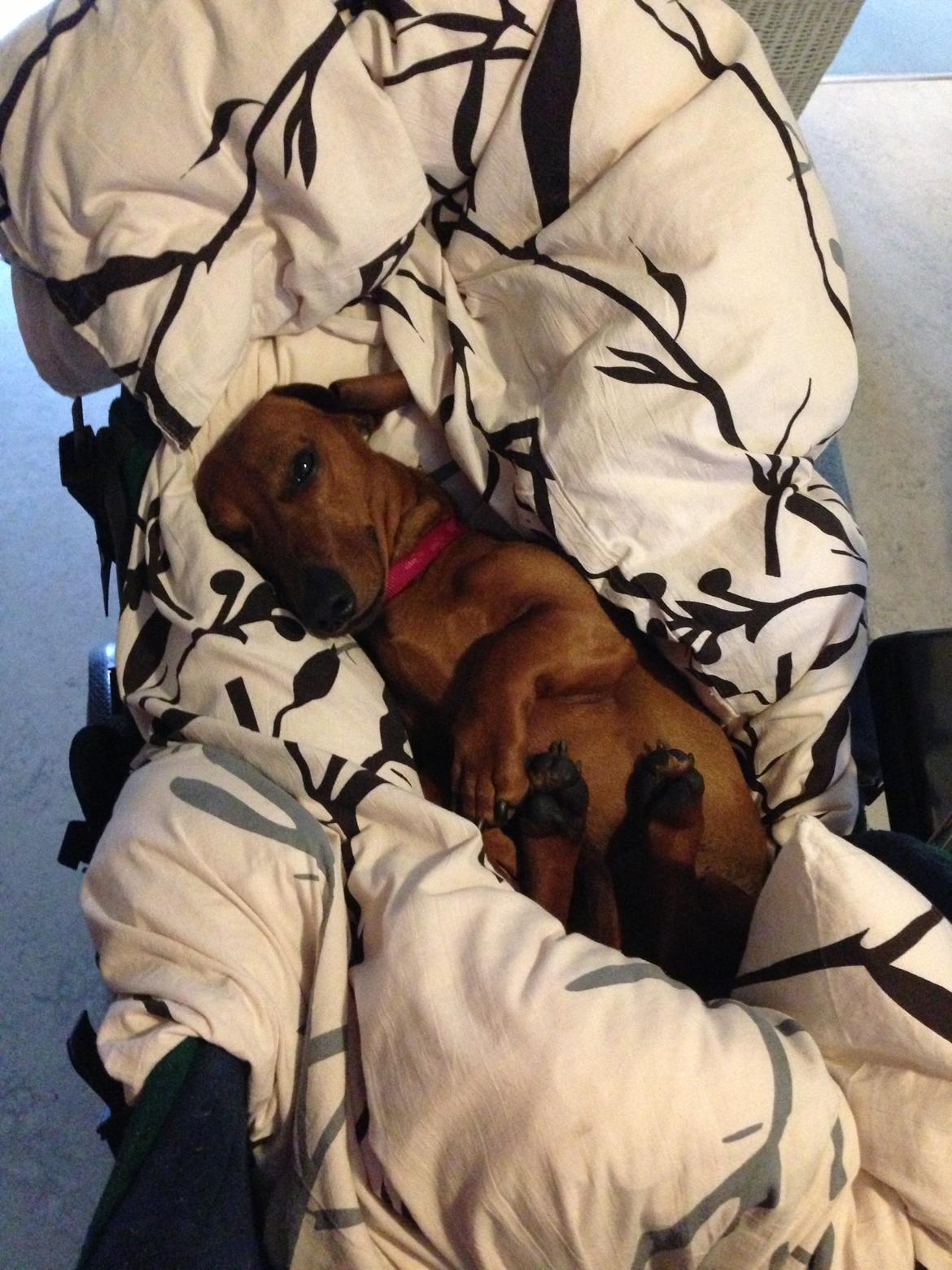 Gravhund Nico - Fars lille puttetrold billede 7