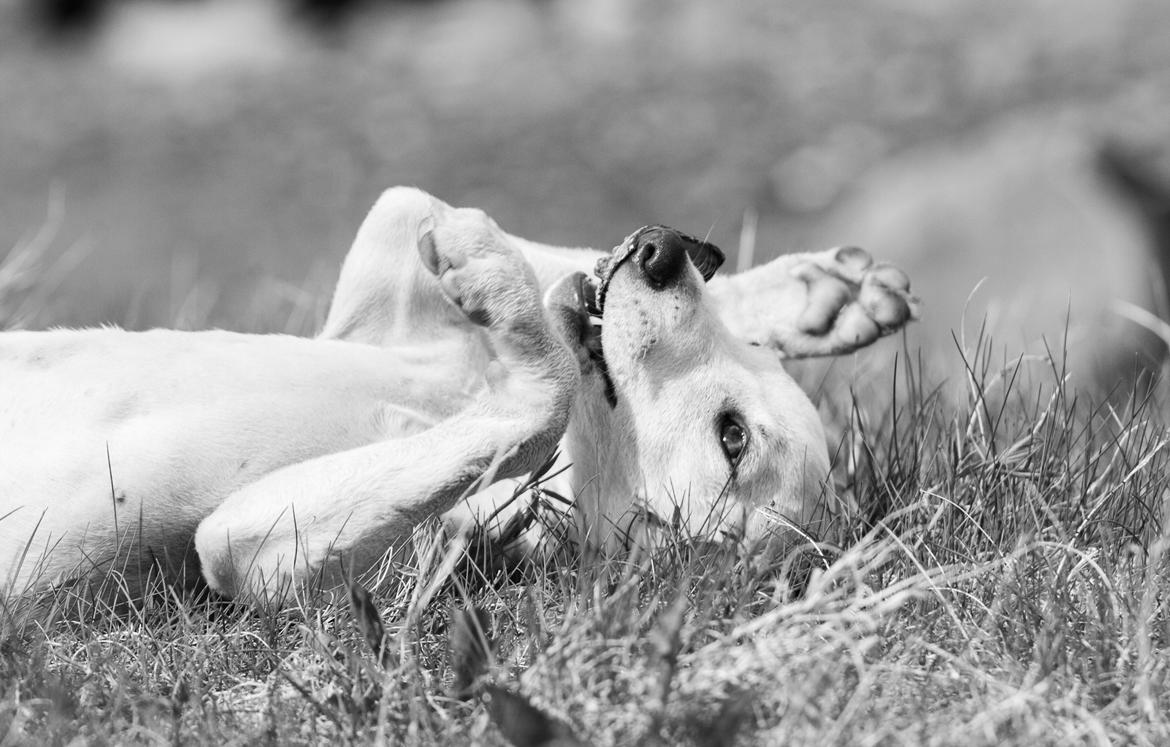 Whippet Kiwi - Mai 2013 billede 32