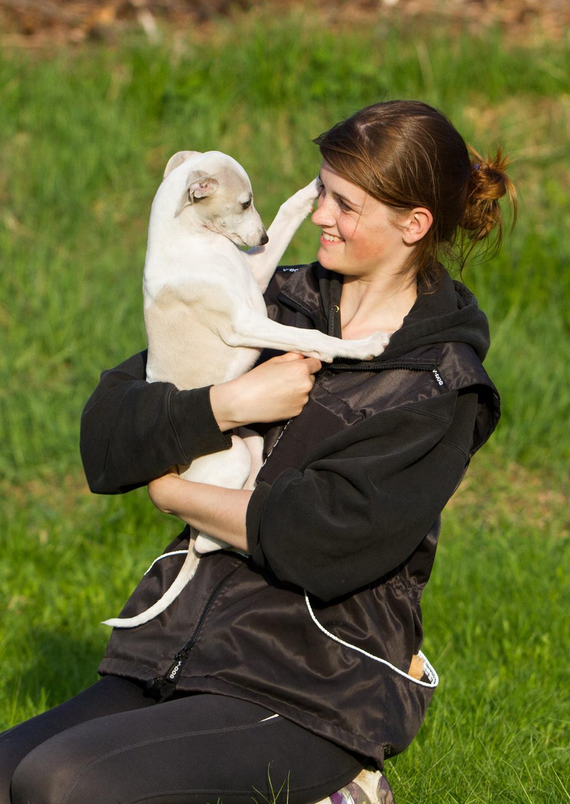 Whippet Kiwi - Mai 2013 billede 33