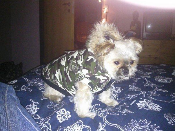 Blanding af racer Balu billede 1