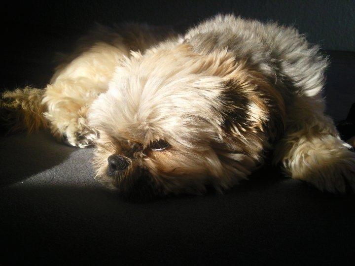 Blanding af racer Balu billede 2