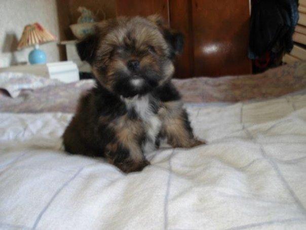 Blanding af racer Balu billede 3