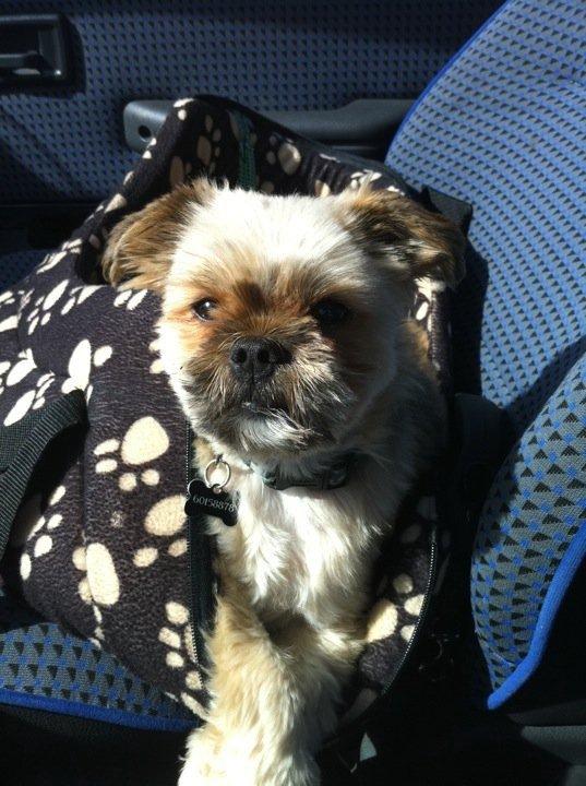 Blanding af racer Balu billede 4