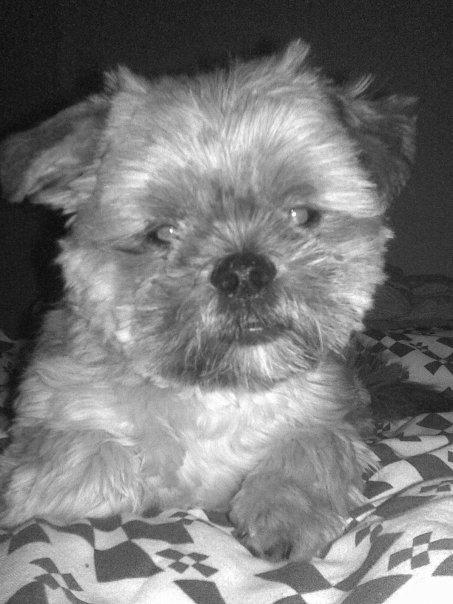 Blanding af racer Balu billede 5