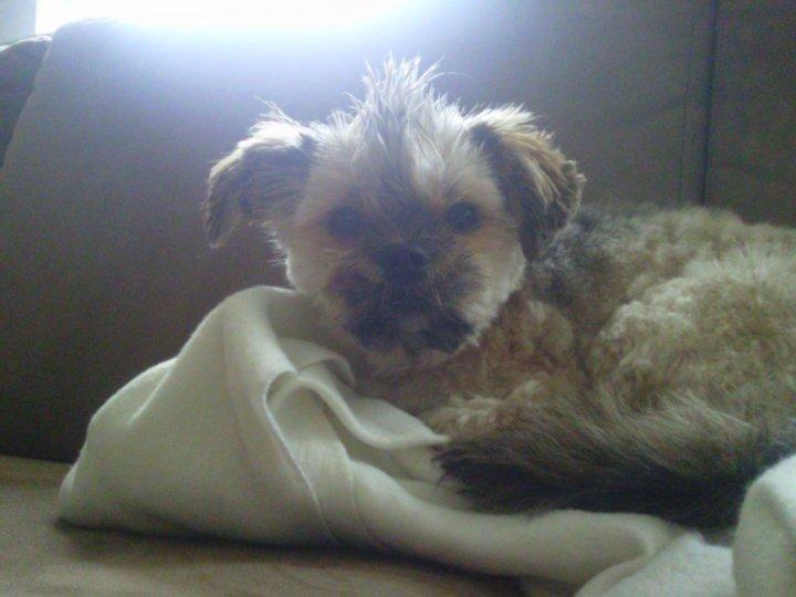 Blanding af racer Balu billede 6