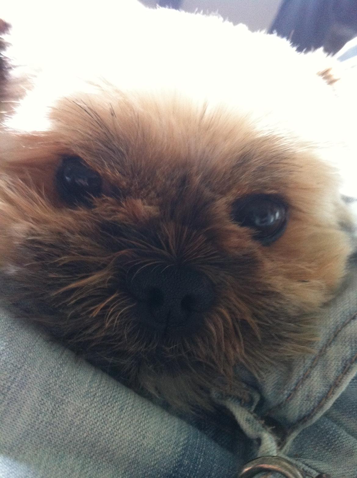 Blanding af racer Balu billede 7