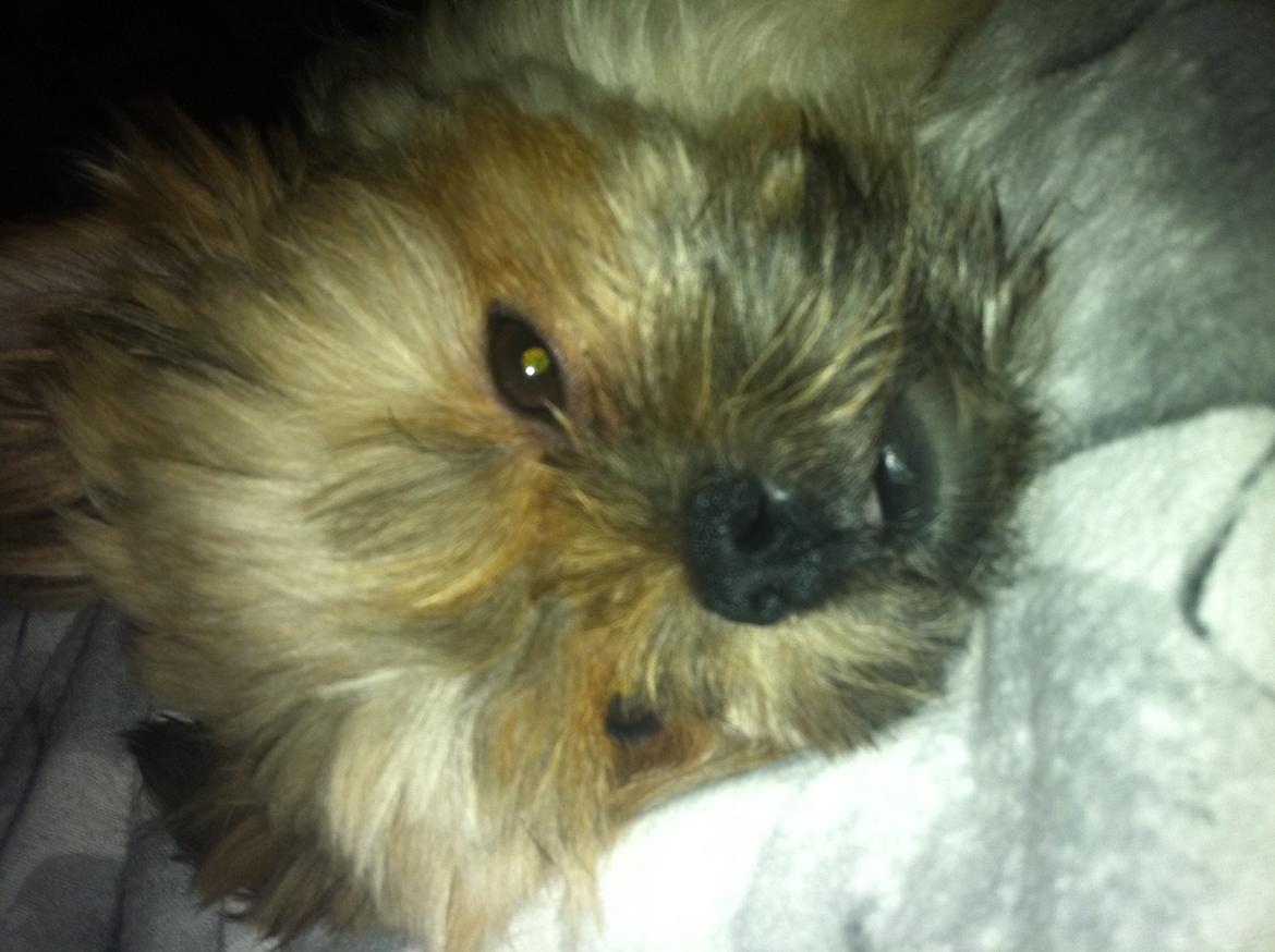 Blanding af racer Balu billede 8