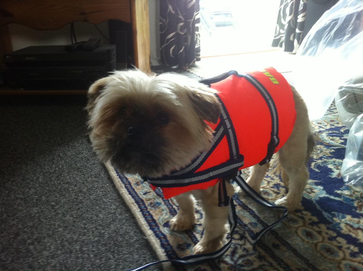 Blanding af racer Balu billede 9