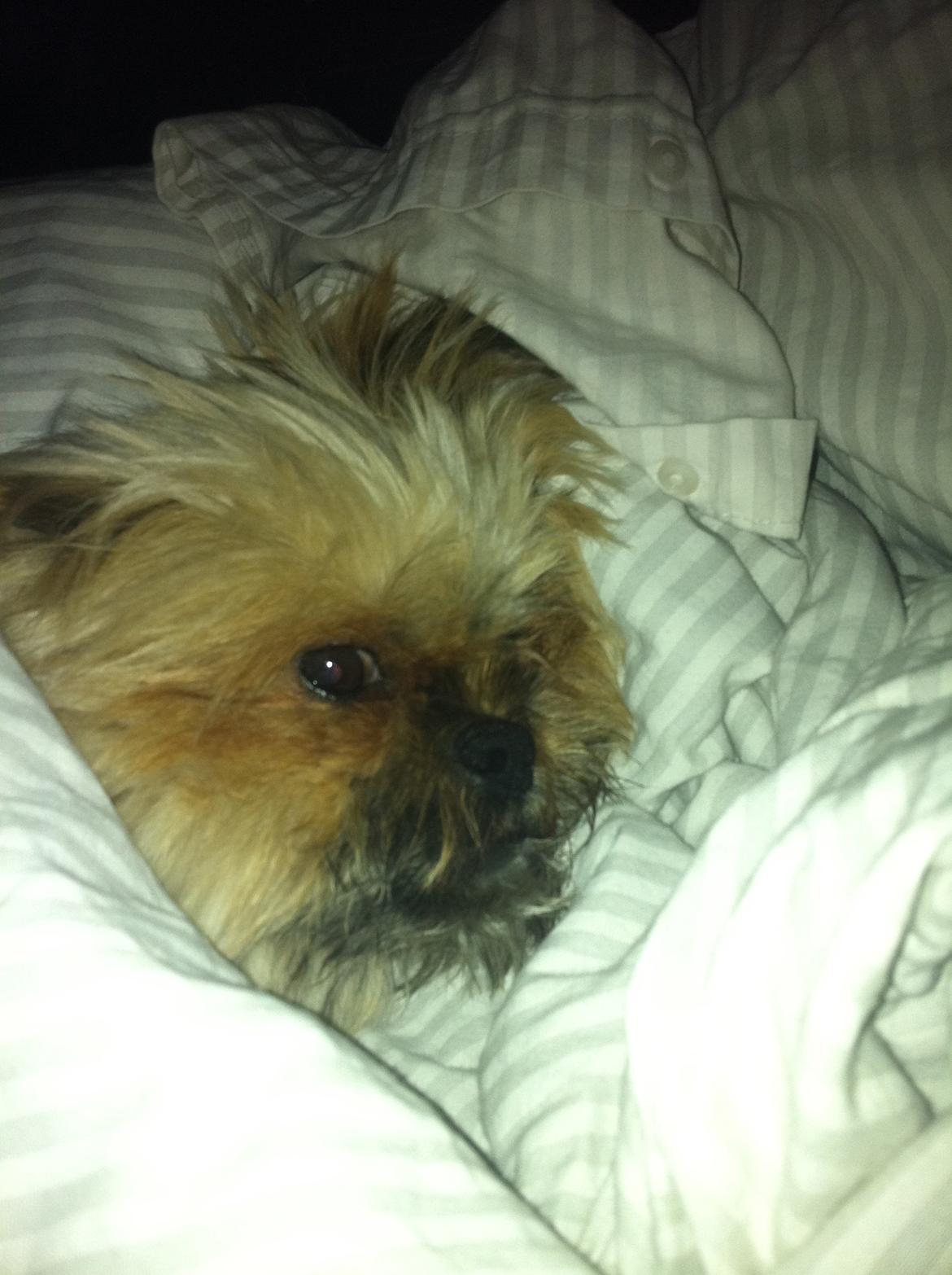 Blanding af racer Balu billede 10