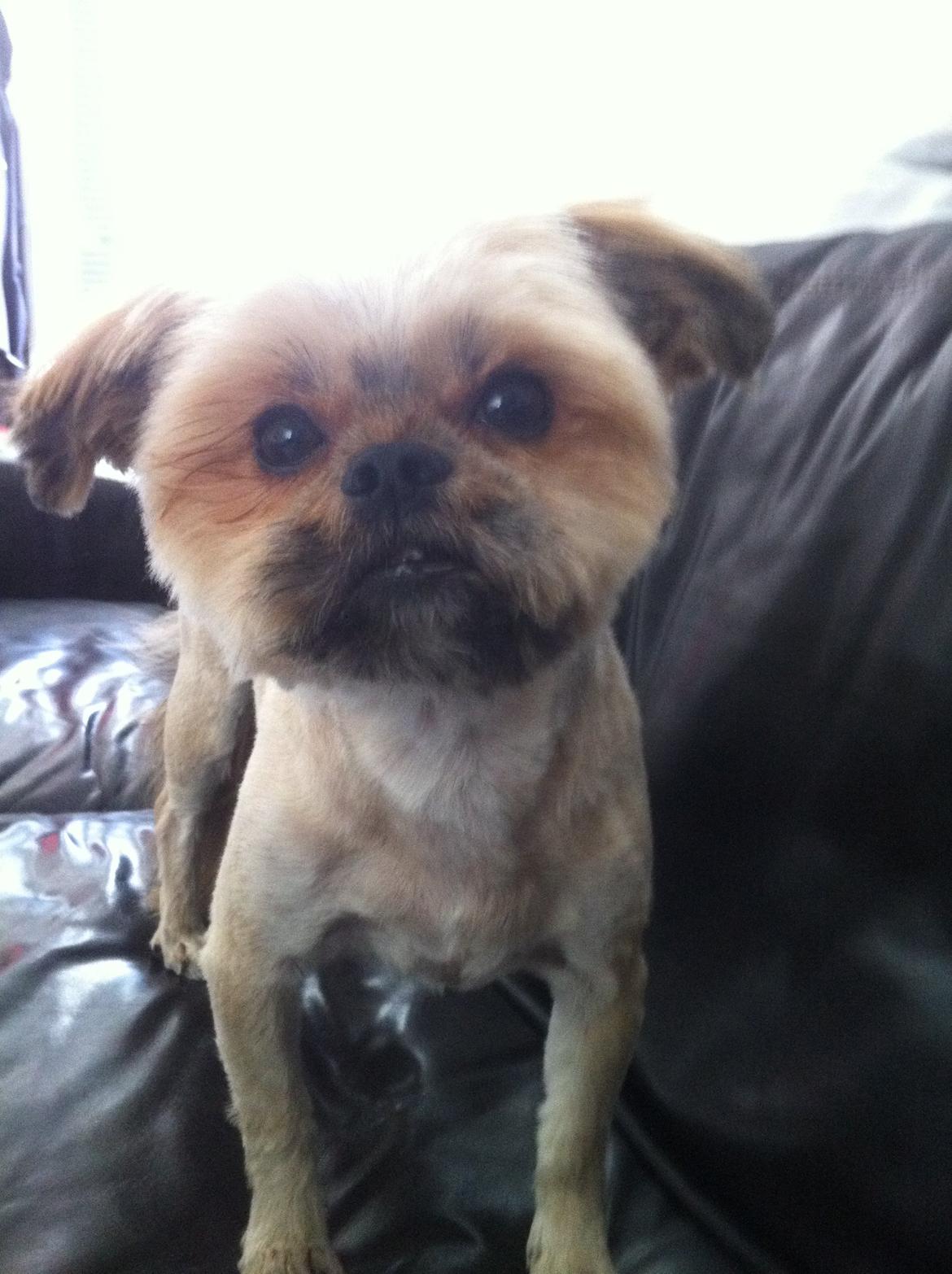 Blanding af racer Balu billede 11