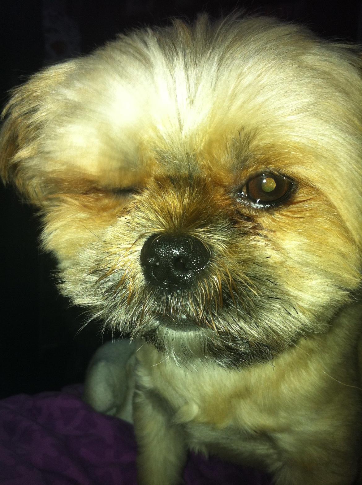 Blanding af racer Balu billede 13