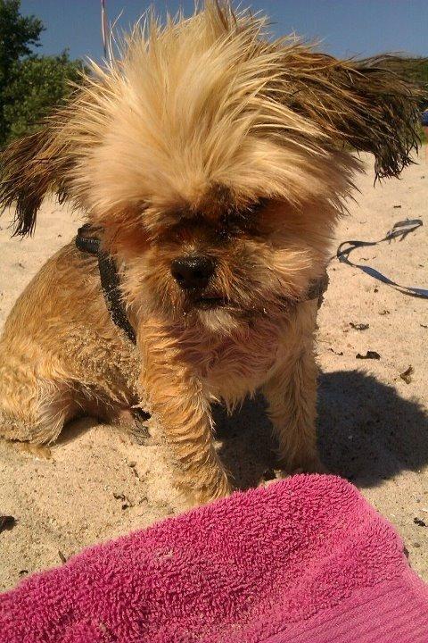 Blanding af racer Balu billede 14