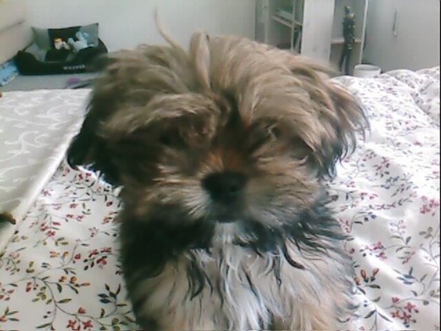 Blanding af racer Balu billede 15