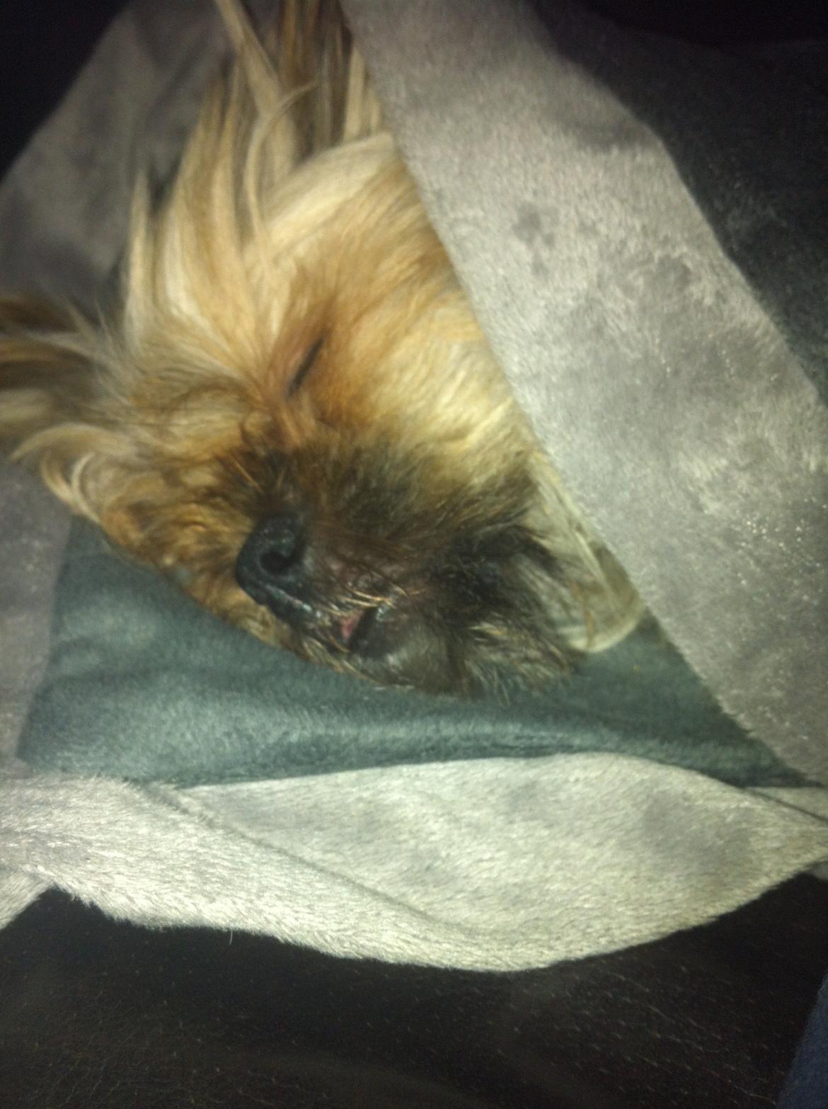 Blanding af racer Balu billede 16