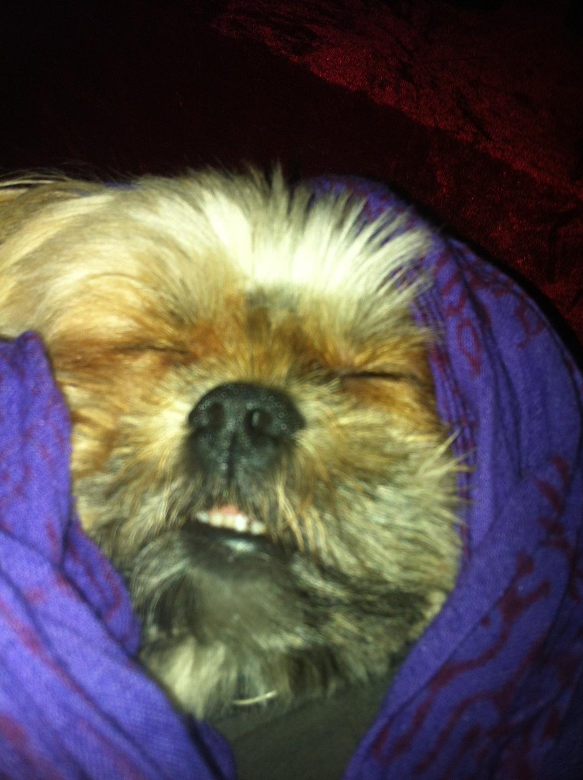 Blanding af racer Balu billede 18