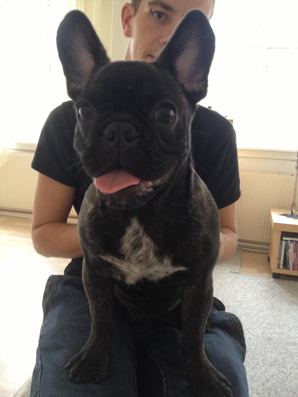 Blanding af racer Albert billede 1